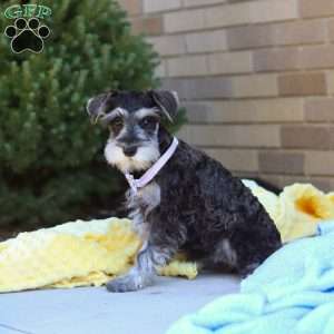 Kallie, Miniature Schnauzer Puppy